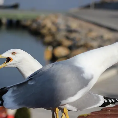 My Way Terrace Hotel Hotel Adalar